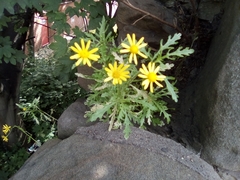 Senecio