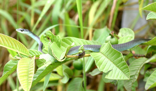 Common Tree Snake sighting