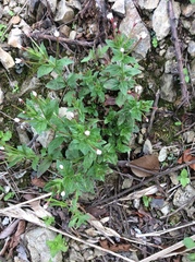 Epilobium amurense