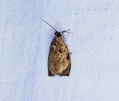 Sycacantha inopinata