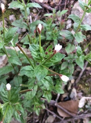 Epilobium amurense