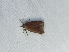 Dichomeris sandycitis