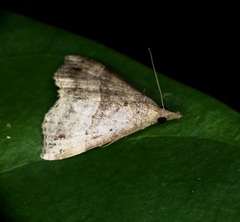 Dichromia occatus