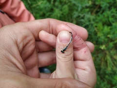 Coenagrion johanssoni