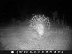 Hystrix cristata