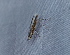 Epicephala lativalvaris