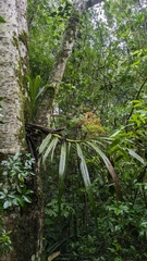 Cyrtopodium palmifrons
