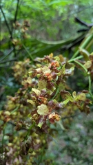 Cyrtopodium palmifrons, photograph (c) Thibaud Aronson, some rights reserved (CC BY-SA)