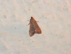 Bostra obsoletalis