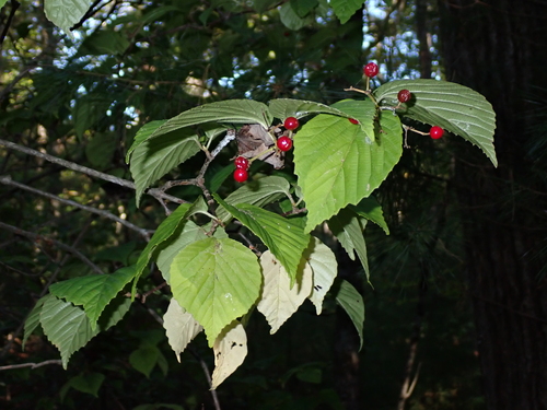 wright viburnum (Viburnum wrightii)