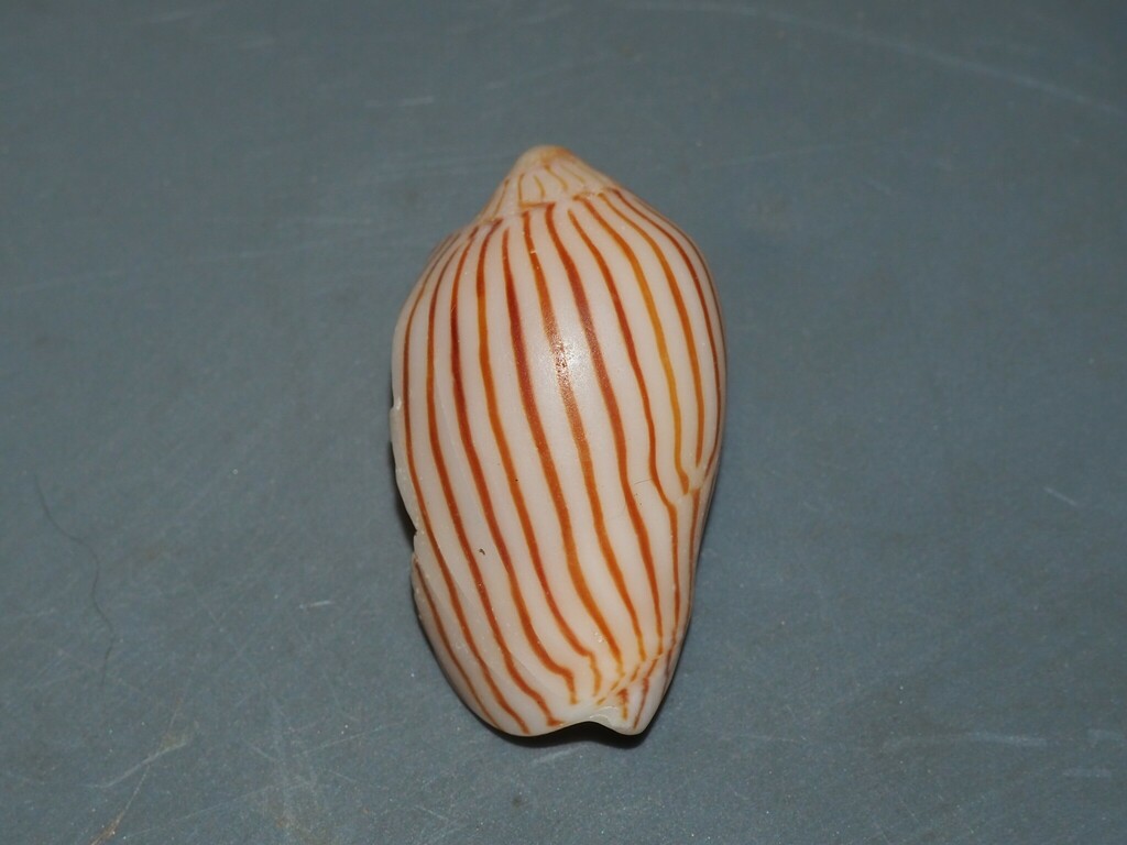 Zebra Volute from Woolgoolga NSW 2456, Australia on October 9, 2024 at ...