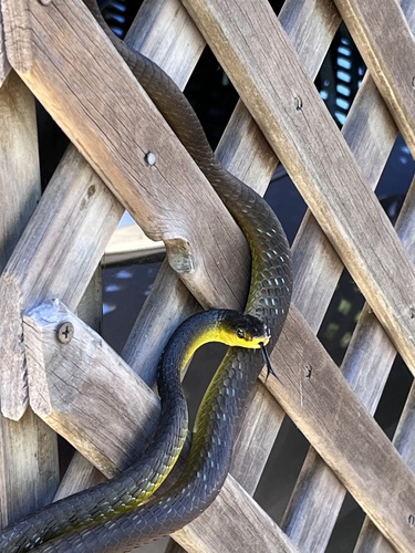 Common Tree Snake sighting