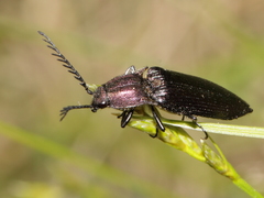 Ctenicera cuprea