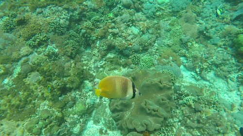 Blacklip Butterflyfish (Chaetodon kleinii)
