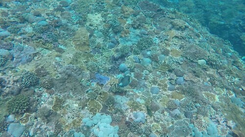 Titan Triggerfish (Balistoides viridescens)