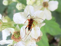 Stenurella septempunctata