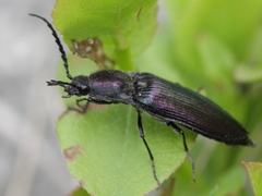 Ctenicera cuprea