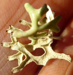 Xanthoparmelia semiviridis