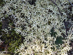 Xanthoparmelia semiviridis