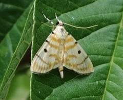 Dichocrocis