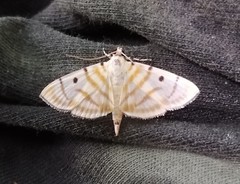 Dichocrocis