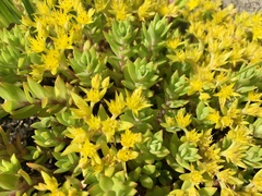 Sedum sarmentosum