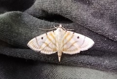 Dichocrocis