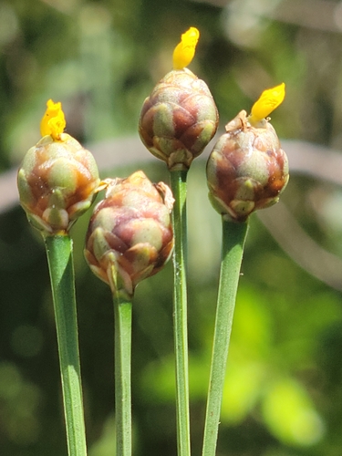 Image of Xyris floridana by (c) Jay Horn, some rights reserved (CC BY)