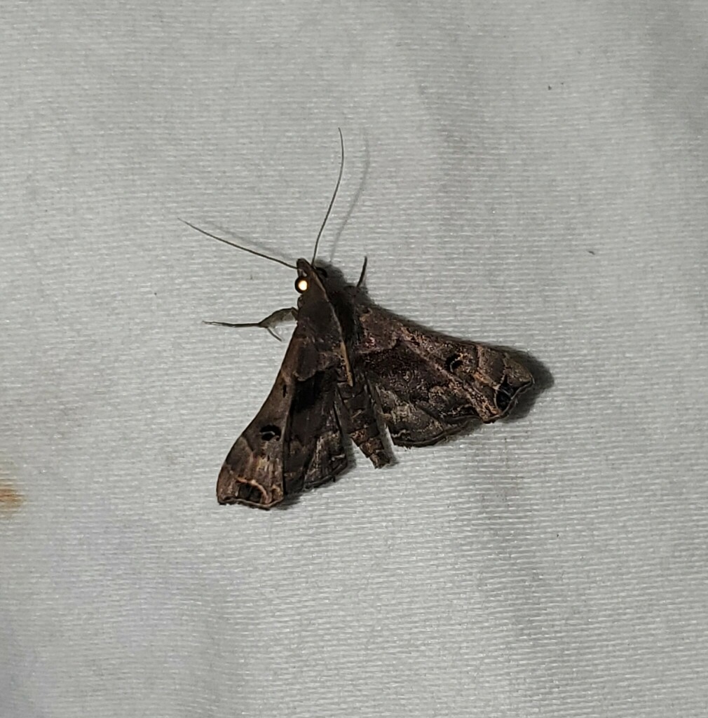 Faint-spotted Palthis Moth from Newton County, TX, USA on October 2 ...