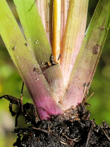 Image of Xyris floridana by (c) Jay Horn, some rights reserved (CC BY)