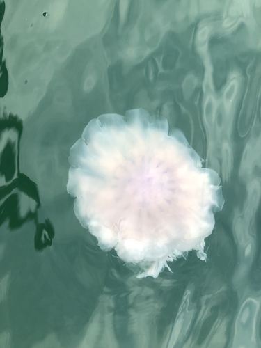 Ghost Jelly