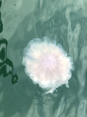 Cyanea nozakii image