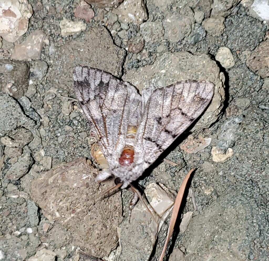 Eastern Panthea Moth from Newton County, TX, USA on October 3, 2024 at ...