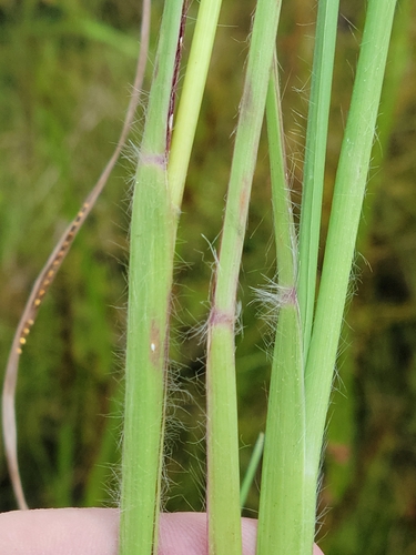 Image of Paspalum praecox by (c) Jay Horn, some rights reserved (CC BY)