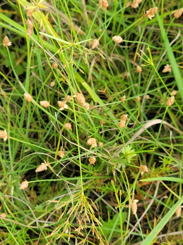 Image of Fimbristylis schoenoides by (c) Jay Horn, some rights reserved (CC BY)