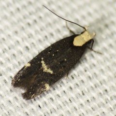 Chionodes phalacra