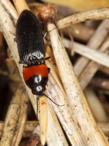 Cardiophore à thorax roux