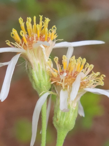 Image of Oclemena reticulata by (c) Jay Horn, some rights reserved (CC BY)