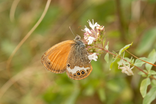 Krūminis Satyriukas nuotrauka