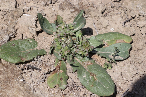 Garhadiolus papposus