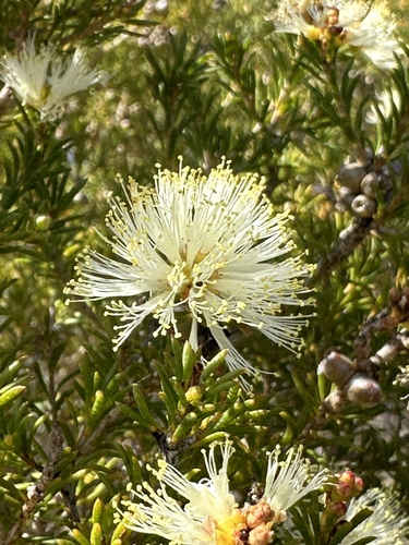 Melaleuca systena Craven