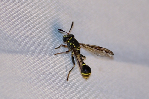 Polybiomyia odontomera