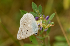 Polyommatus daphnis