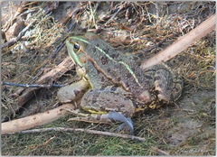 Pelophylax saharicus