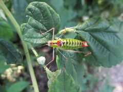 Poecilimon thoracicus