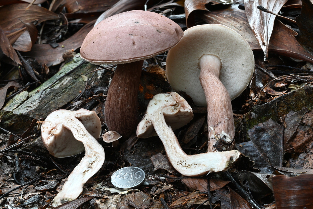Tylopilus plumbeoviolaceoides