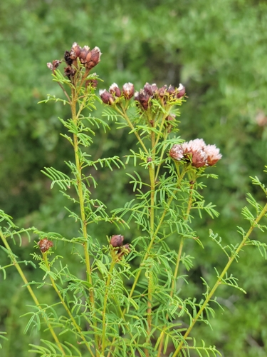 Image of Dalea pinnata by (c) Jay Horn, some rights reserved (CC BY)