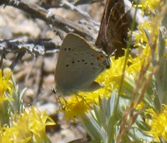 Satyrium sylvinus