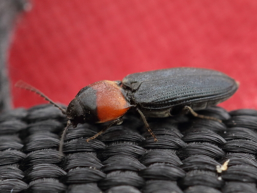 Cardiophorus ruficollis