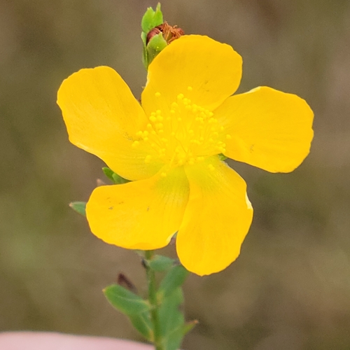 Coppery St. Johnswort (Hypericum denticulatum)